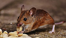 tree-injection-for-pest-control Experts in Waterford Works